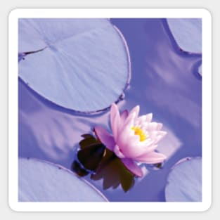 Waterlilies and lily pads Sticker